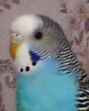 post-136-1170242810.jpg